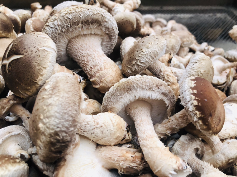 新鲜香菇批量出售菌棒出售