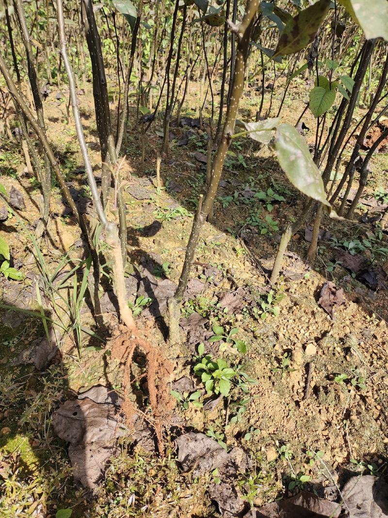 金秋梨苗，育苗大基地，数量达80万株