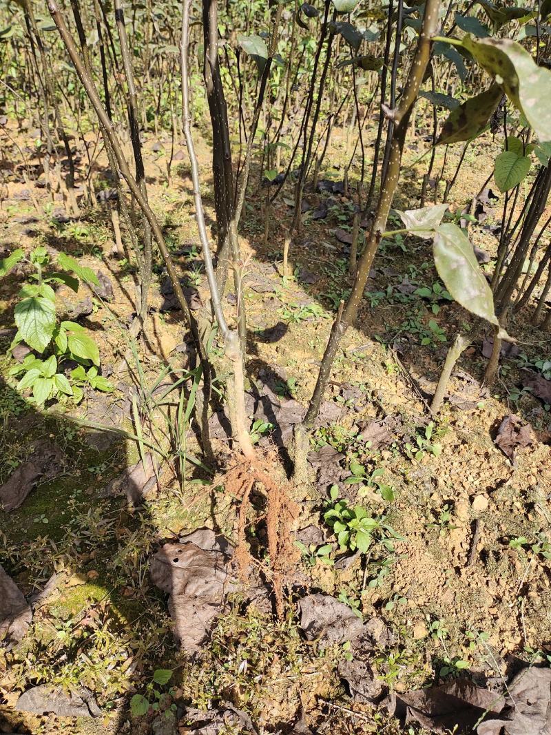 金秋梨苗，育苗大基地，数量达80万株