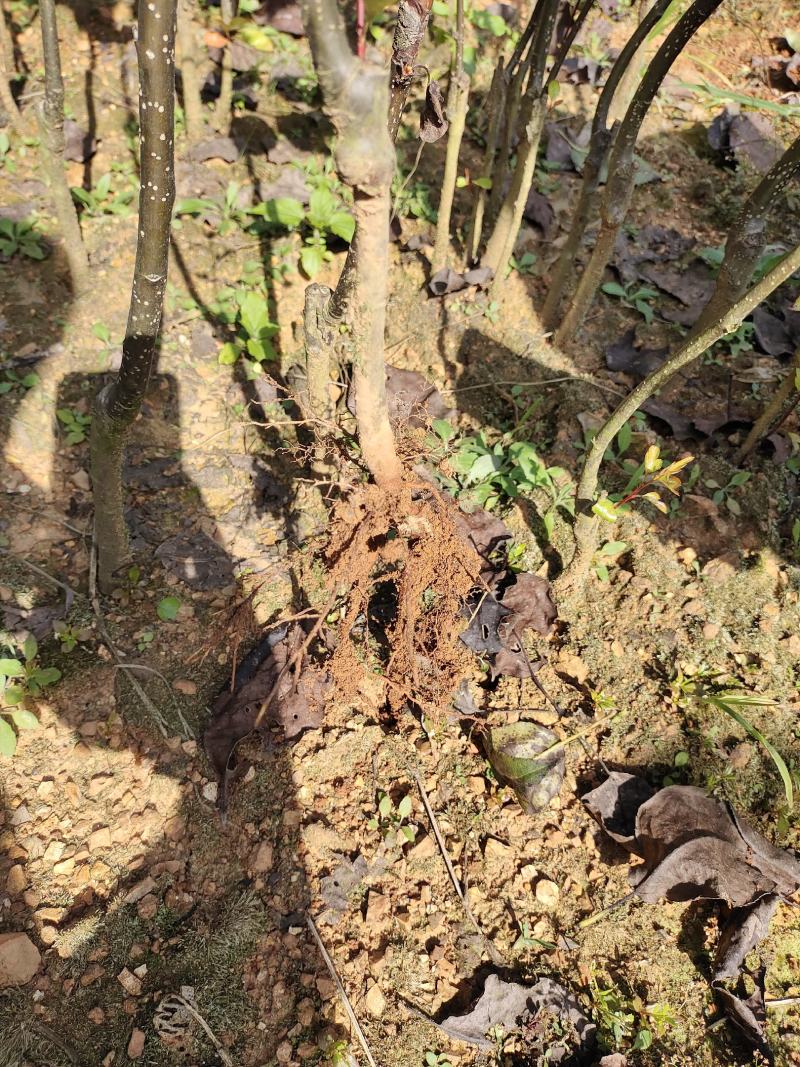 金秋梨苗，育苗大基地，数量达80万株