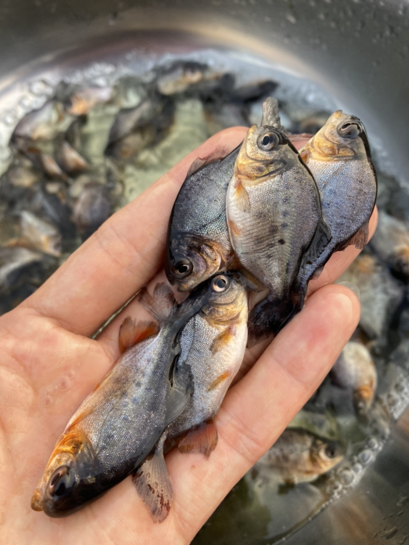 白鲳鱼苗红鲳鱼苗肉质鲜嫩品种优选品种多