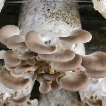 秀珍菇工厂化常年供应