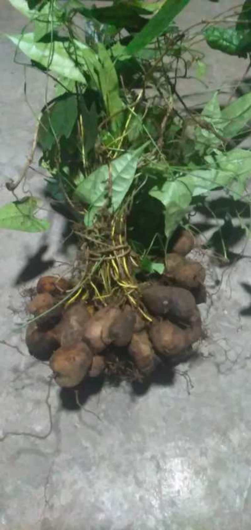 金果榄苗，纯野生种苗、块茎