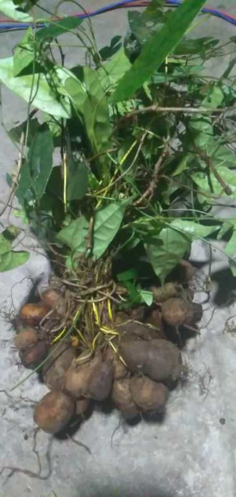 金果榄苗，纯野生种苗、块茎