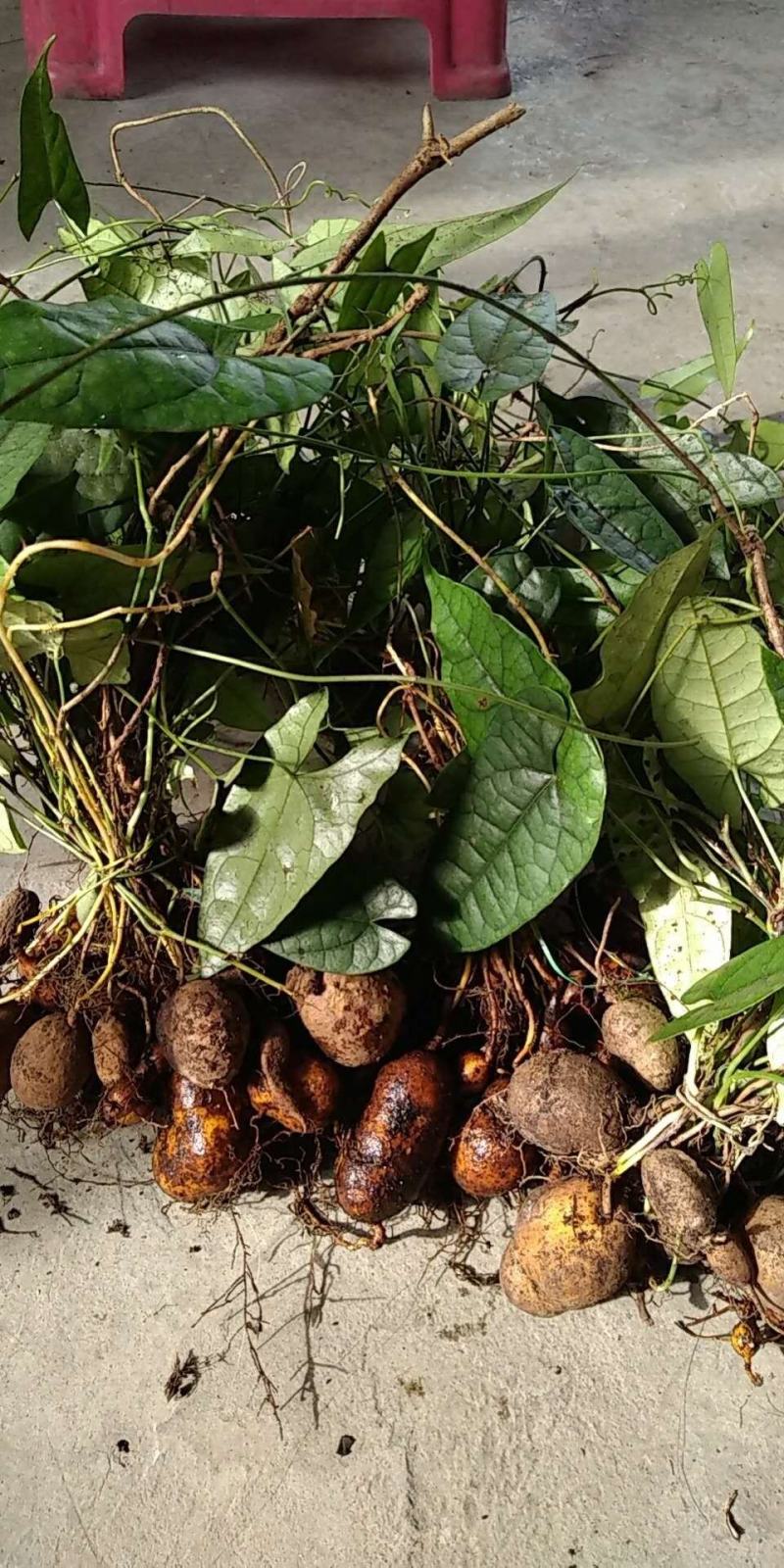 金果榄苗，纯野生种苗、块茎