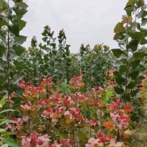 无絮杨树苗107大型种植基地免费技术指导拍装车视频