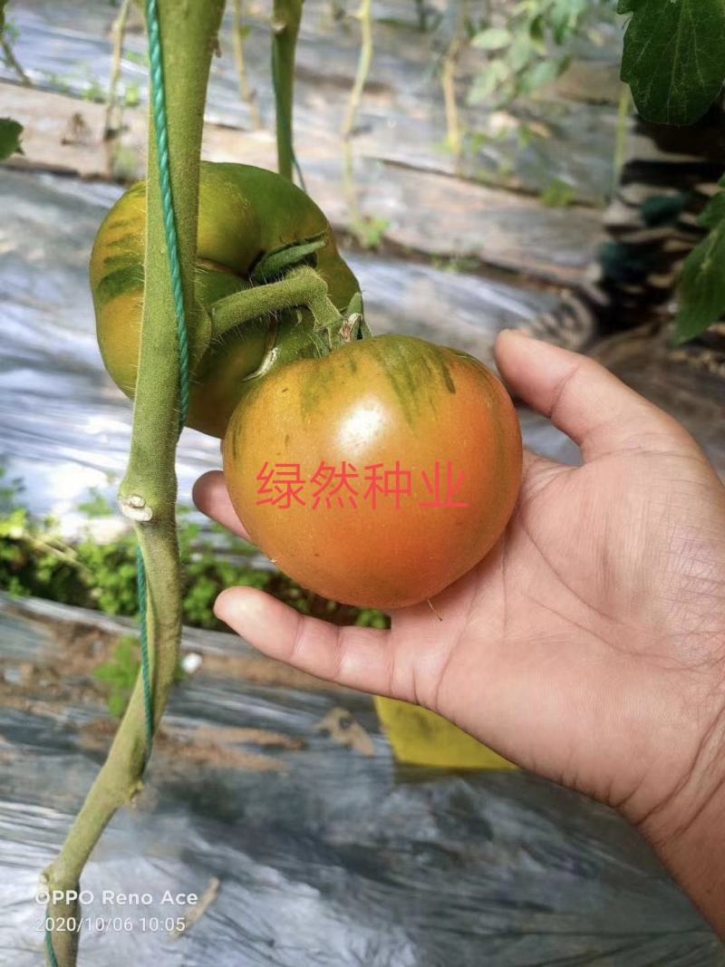 草莓番茄种子粉果口感水果番茄春秋播种品种子