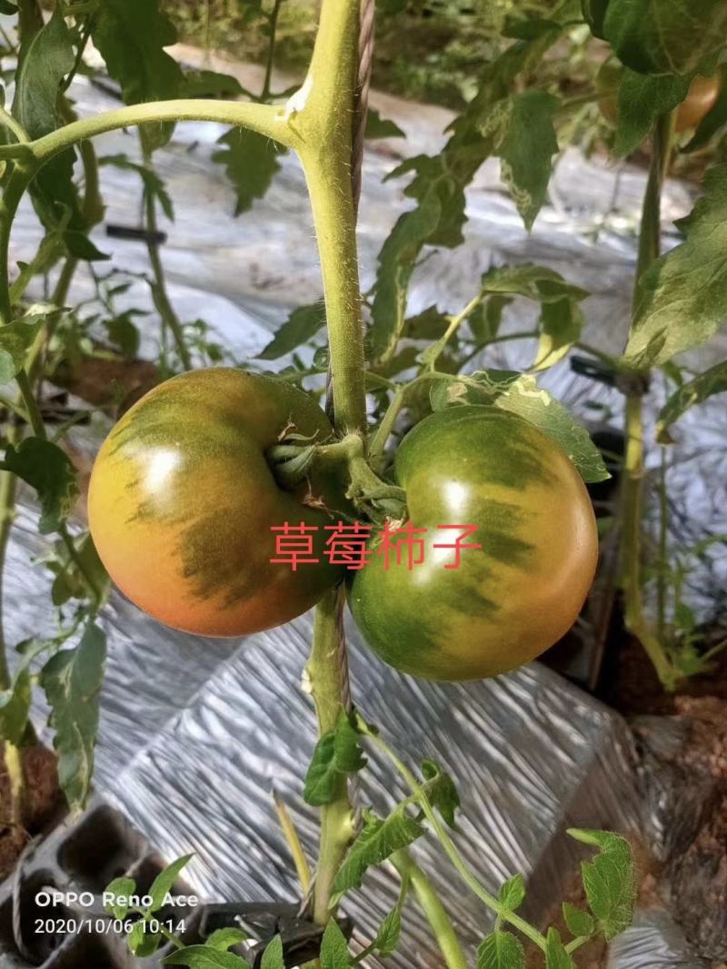 草莓番茄种子粉果口感水果番茄春秋播种品种子