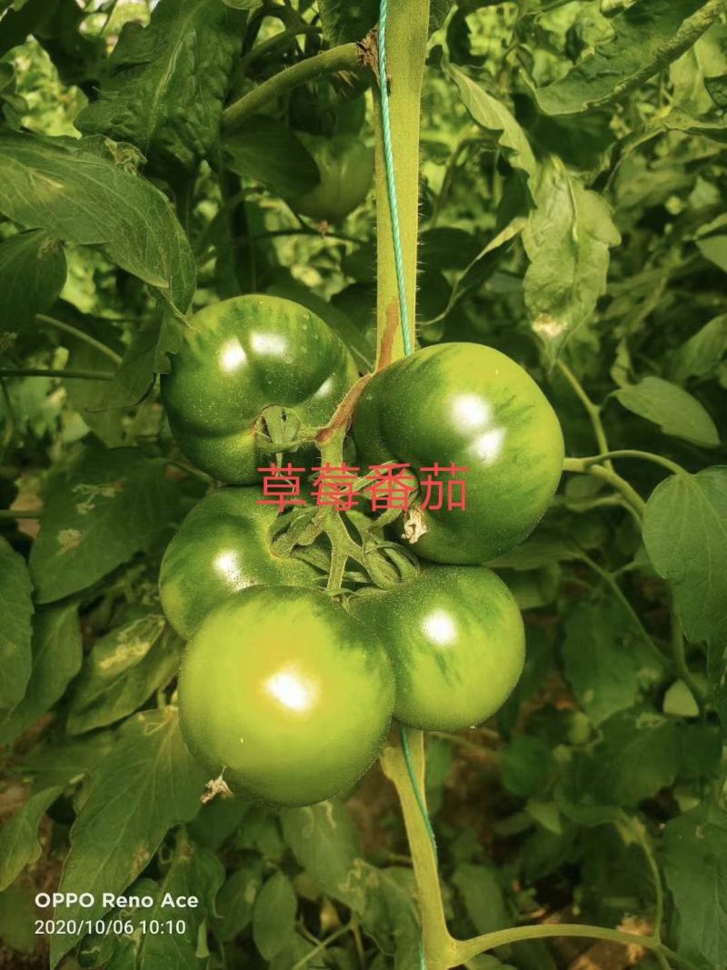 草莓番茄种子粉果口感水果番茄春秋播种品种子