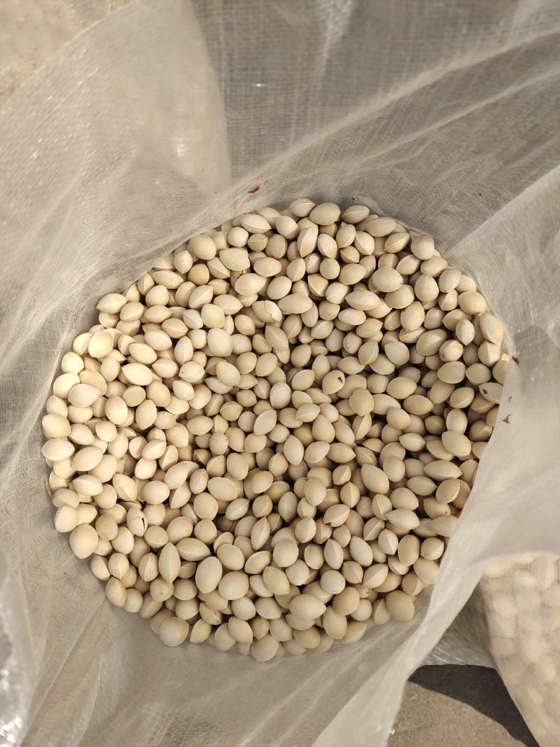 精品银杏果自家种植产出质量保障价格可谈全国发货