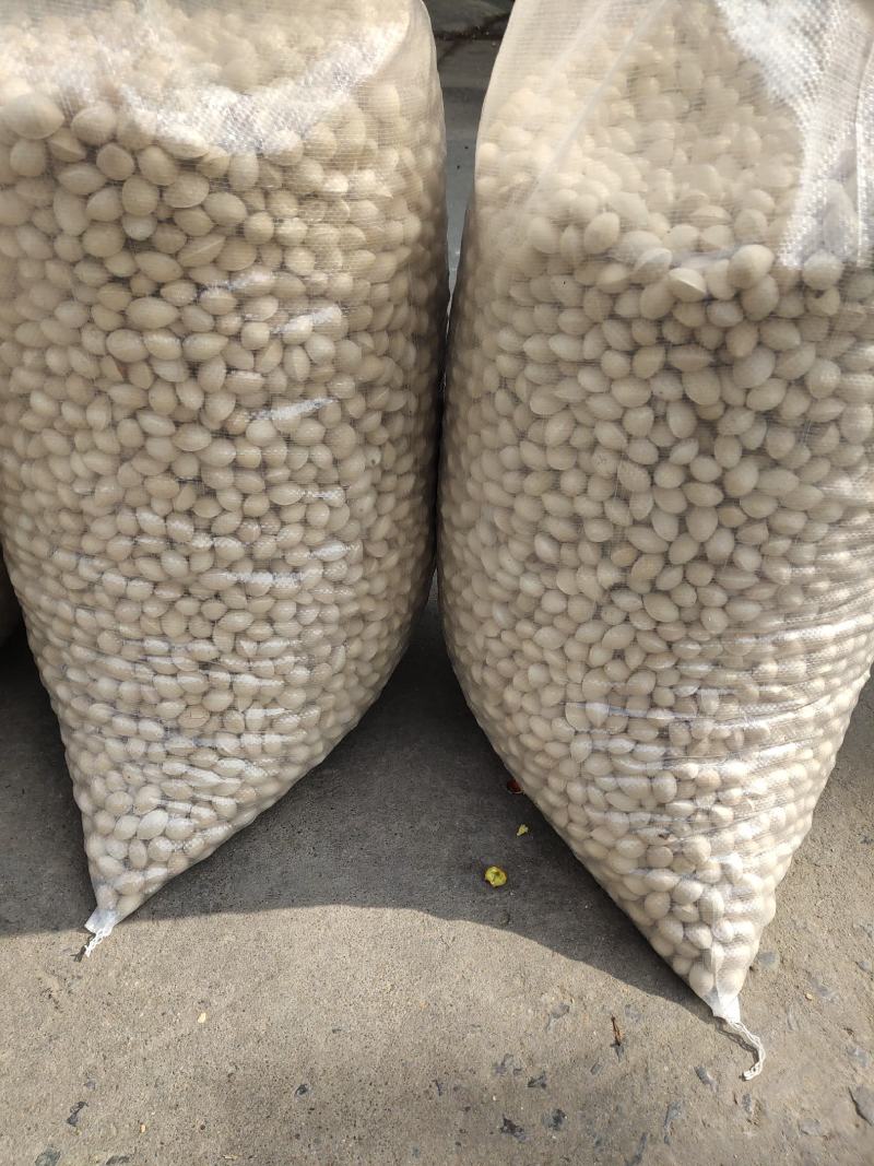 精品银杏果自家种植产出质量保障价格可谈全国发货