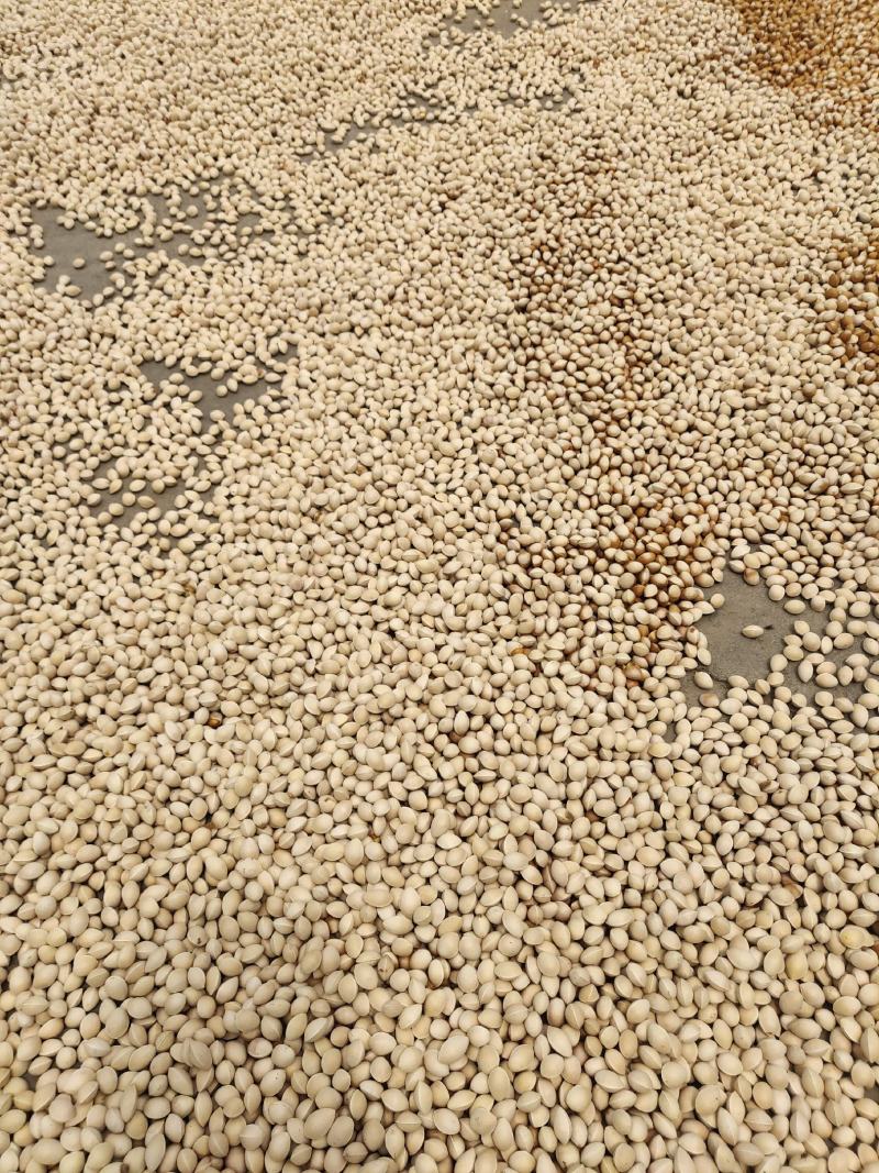 精品银杏果自家种植产出质量保障价格可谈全国发货
