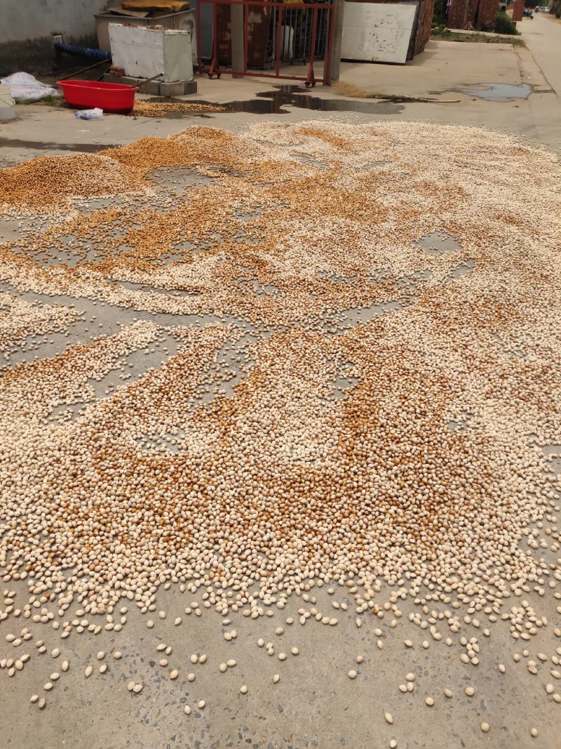 精品银杏果自家种植产出质量保障价格可谈全国发货