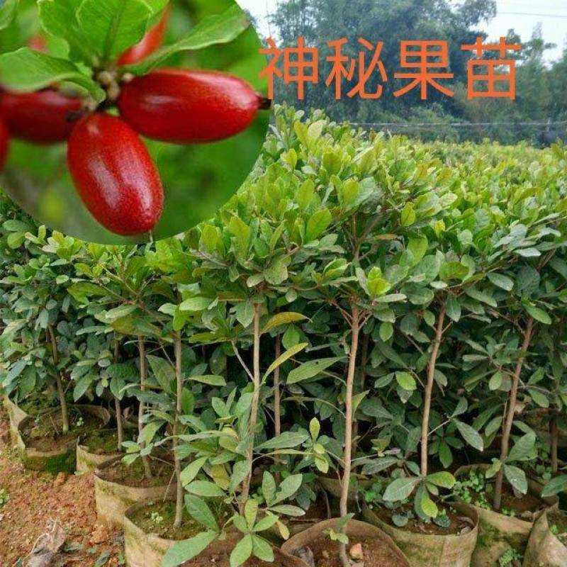 神秘果苗可改变味觉的果子吃酸都是甜营养杯苗