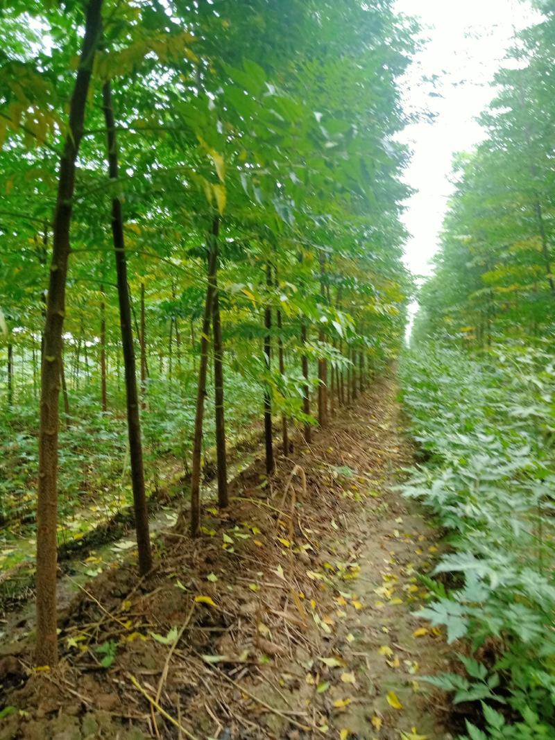 精品苦楝树，自家苗圃，诚信经营