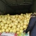 15万斤套袋精品黄心柚