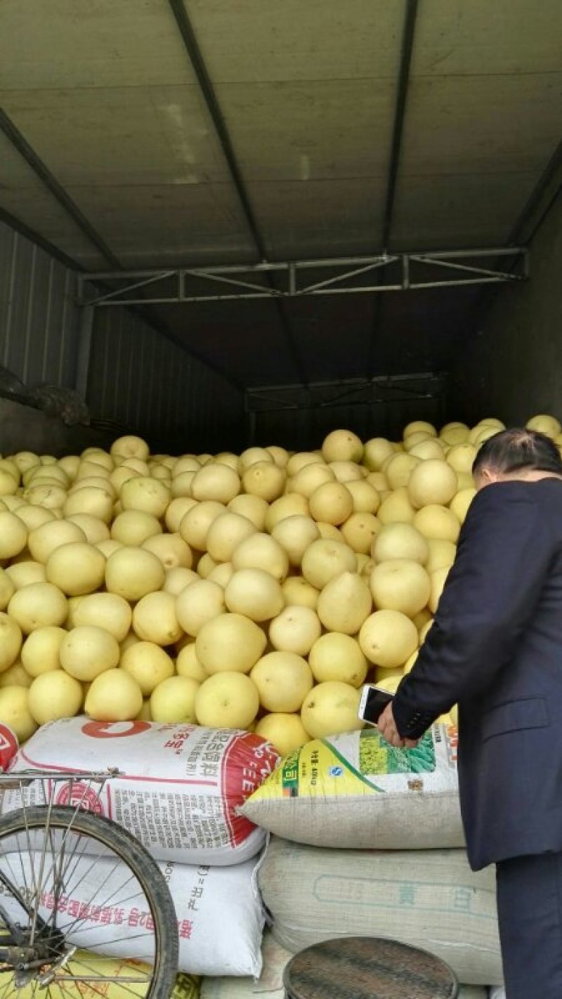 15万斤套袋精品黄心柚