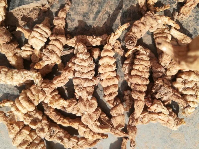 精选干螺丝菜、甘露子、地环
