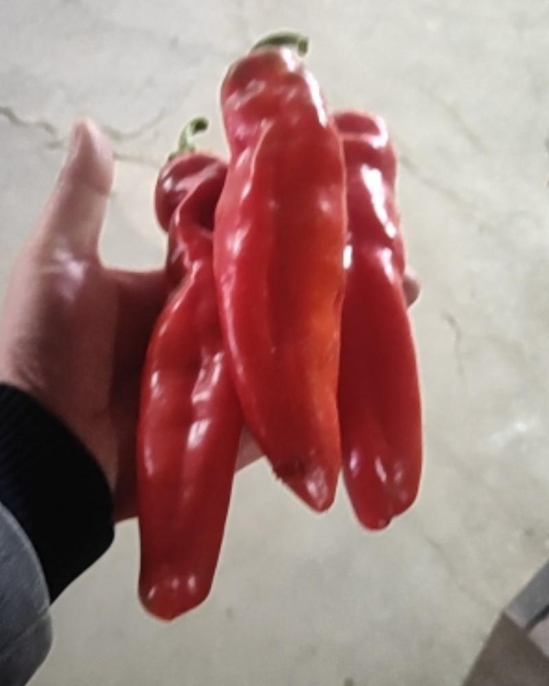 红泡椒大量上市了。