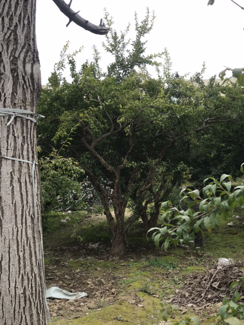 陕西西安临潼精品古桩造型石榴树工程庭院