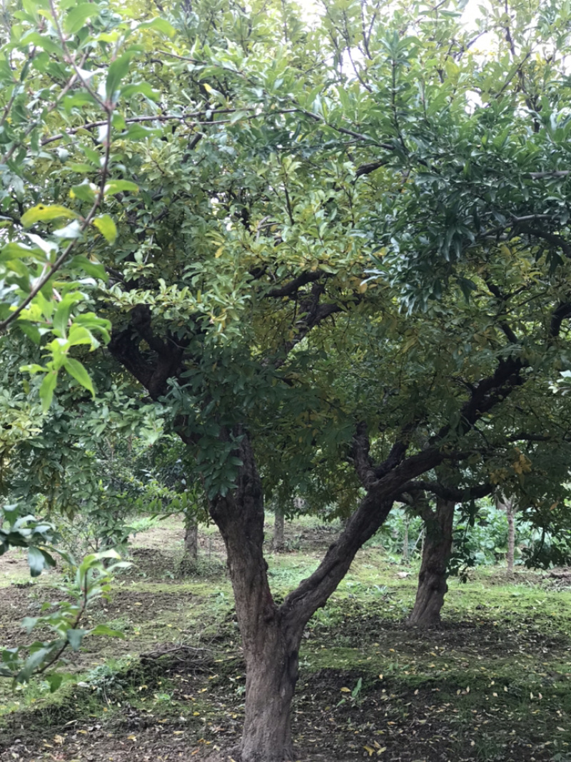 陕西西安临潼精品古桩造型石榴树工程庭院