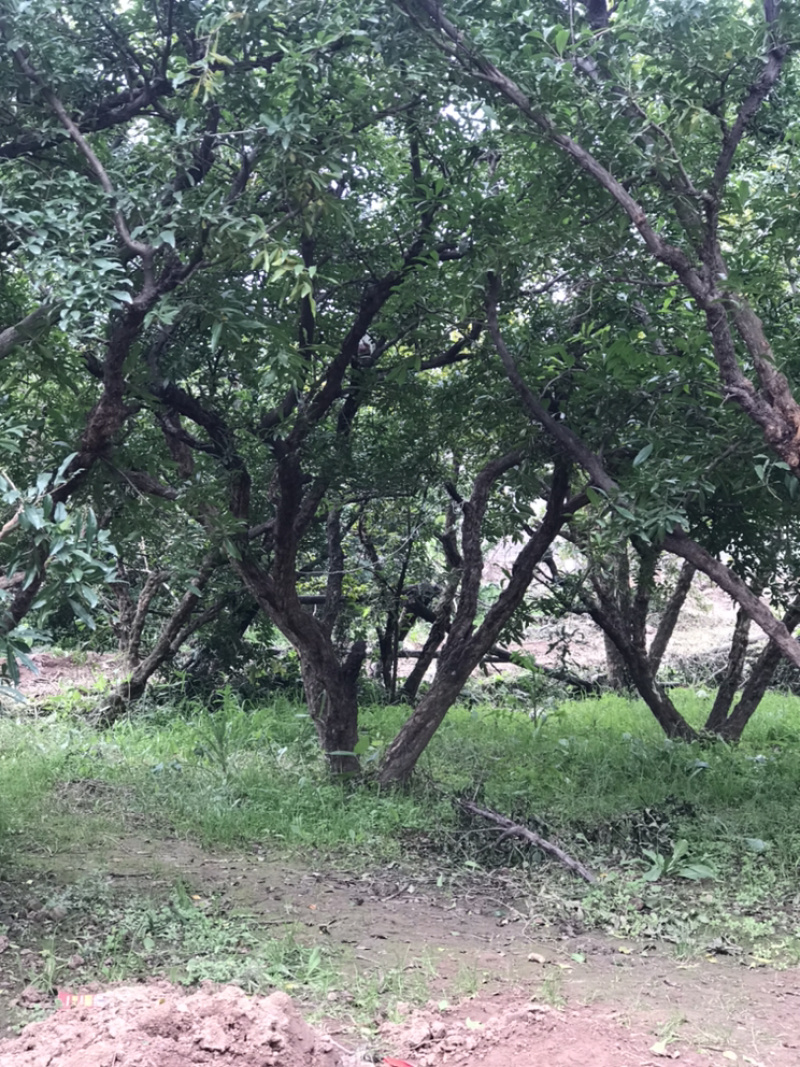 陕西西安临潼精品古桩造型石榴树工程庭院