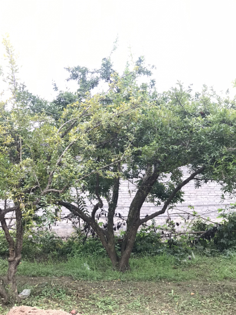 陕西西安临潼精品古桩造型石榴树工程庭院