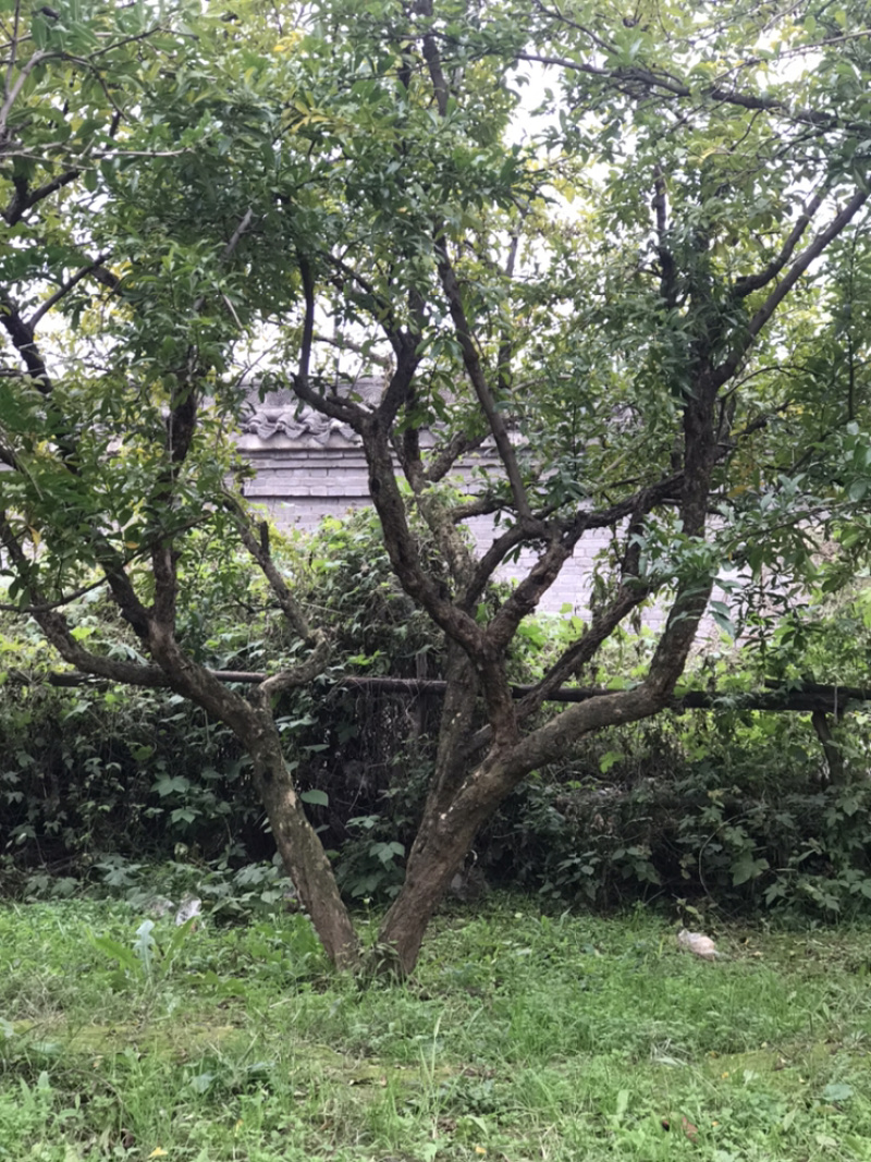 陕西西安临潼精品古桩造型石榴树工程庭院