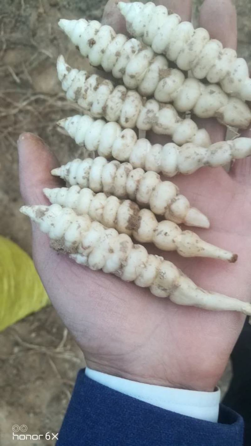 精选干螺丝菜、甘露子、地环