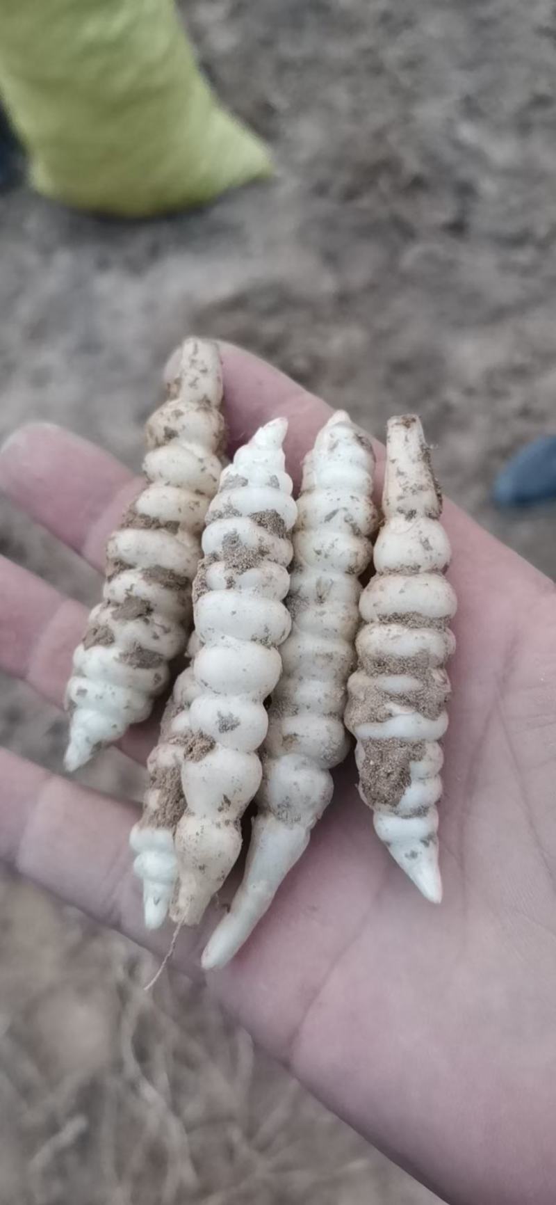 精选干螺丝菜、甘露子、地环