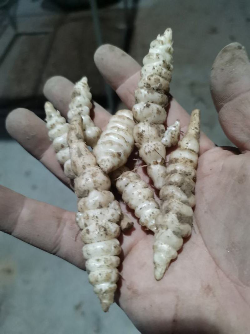 精选干螺丝菜、甘露子、地环