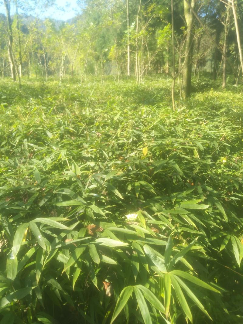 三月竹苗，这几天刚好种苗最合适
