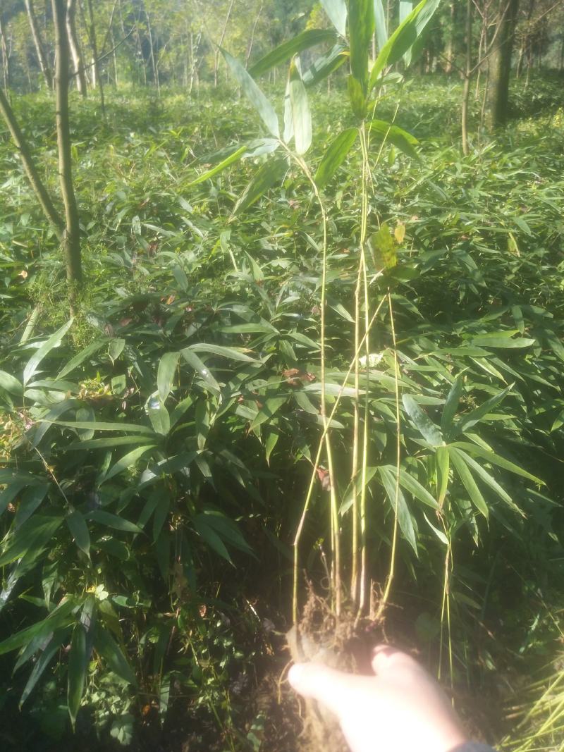 三月竹苗，这几天刚好种苗最合适