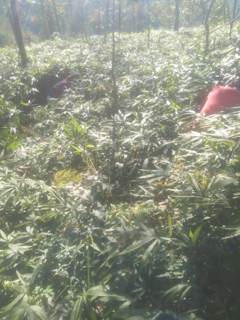 三月竹苗，这几天刚好种苗最合适