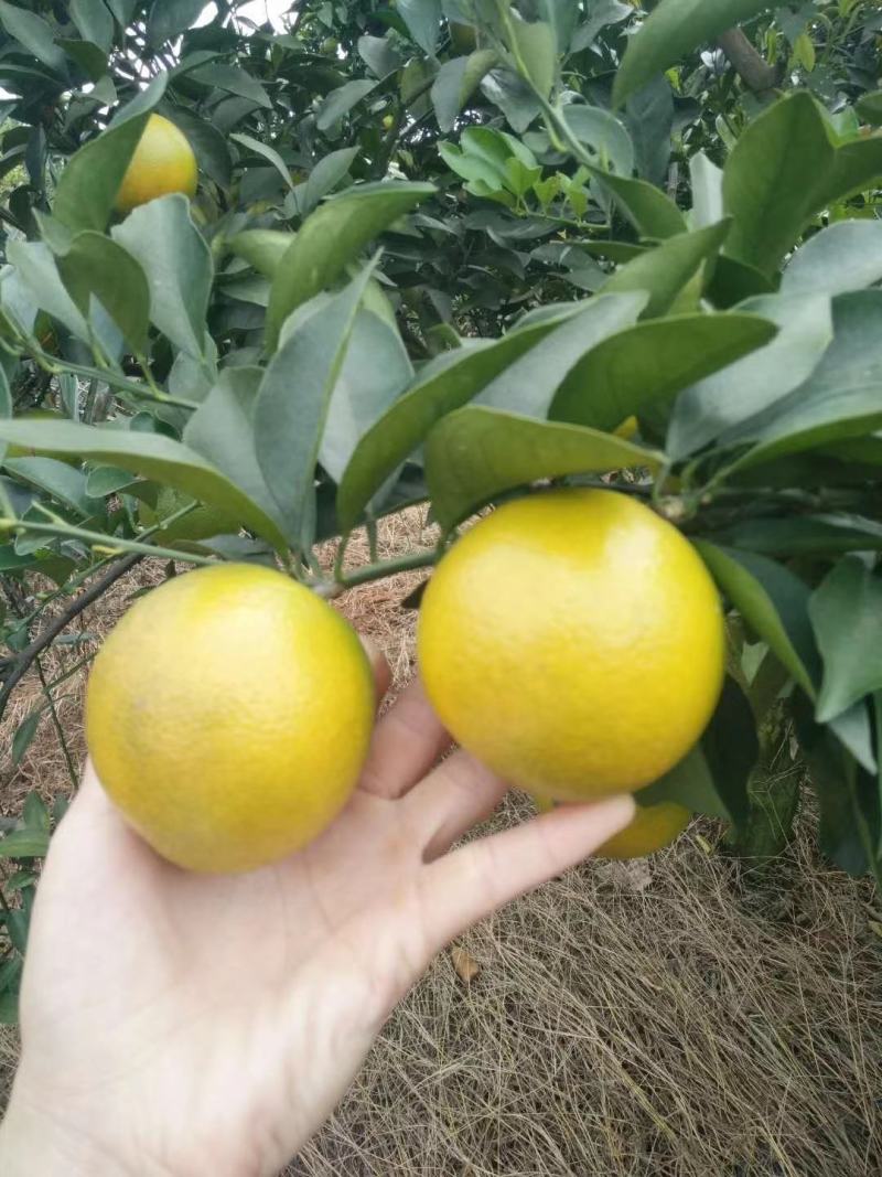 红江橙大量上市，口感纯正甜