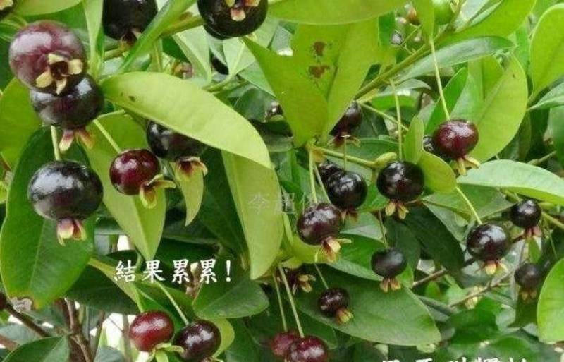 甜樱桃苗一年多次开花结果南北方种植蜜甜高产品种