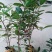 甜樱桃苗一年多次开花结果南北方种植蜜甜高产品种