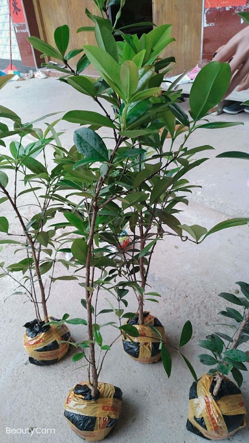 甜樱桃苗一年多次开花结果南北方种植蜜甜高产品种