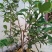 甜樱桃苗一年多次开花结果南北方种植蜜甜高产品种
