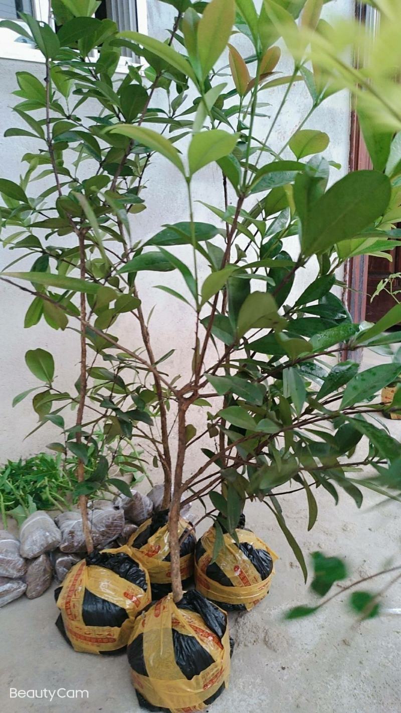 甜樱桃苗一年多次开花结果南北方种植蜜甜高产品种