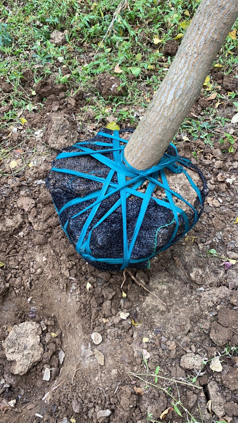 江苏乌桕树丛生乌桕5公分到20公分基地直销