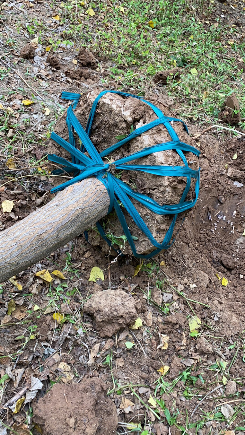 江苏乌桕树丛生乌桕5公分到20公分基地直销