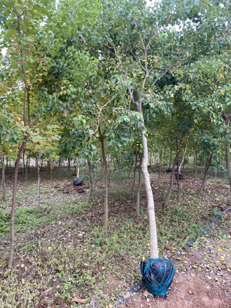 江苏乌桕树丛生乌桕5公分到20公分基地直销