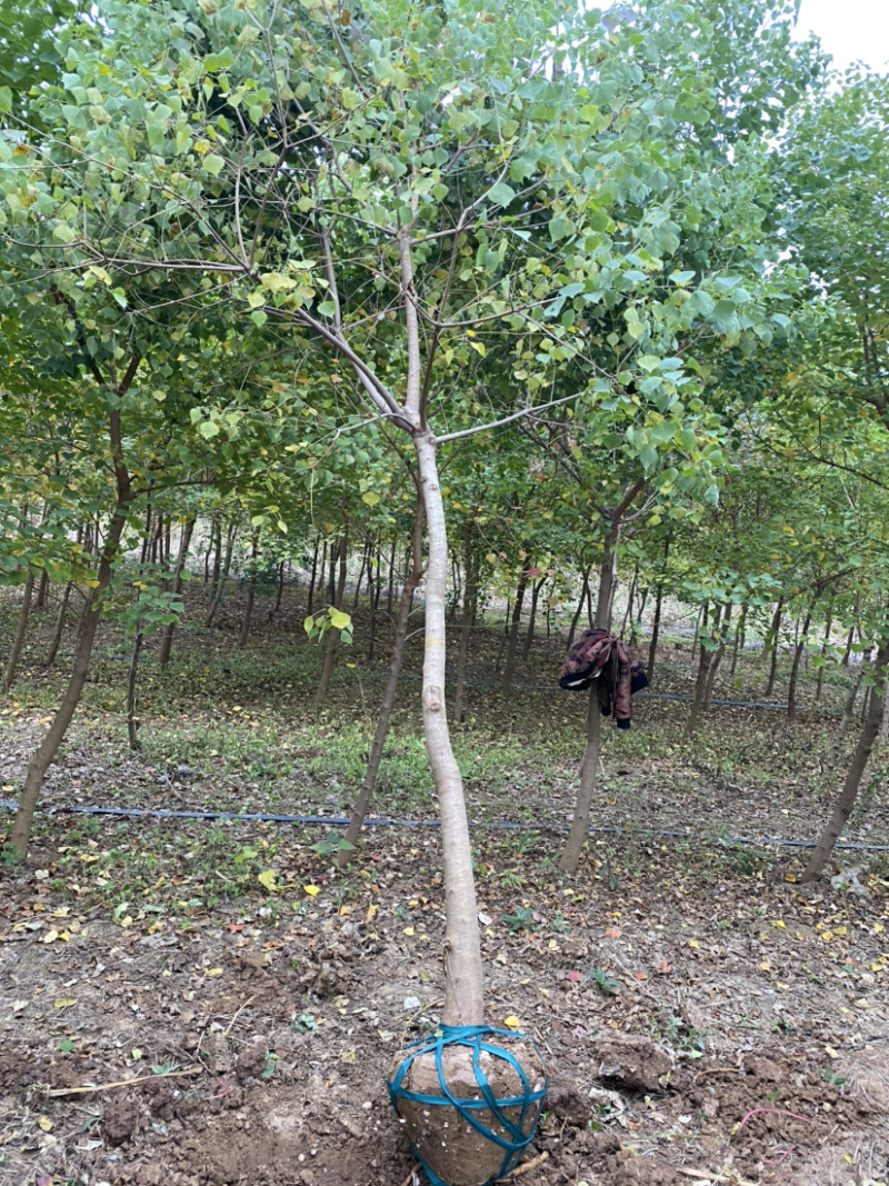 江苏乌桕树丛生乌桕5公分到20公分基地直销