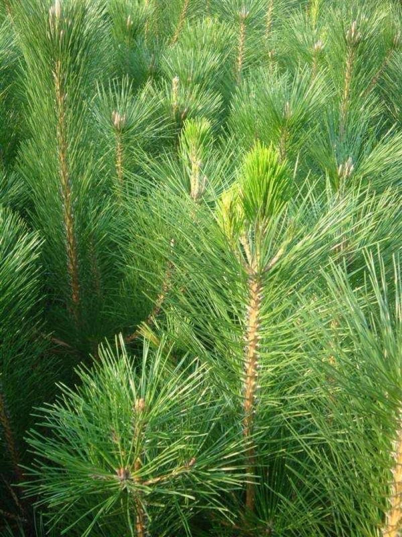 黑松树苗黑松苗日本黑松小苗庭院绿植盆栽盆景造型素材苗圃