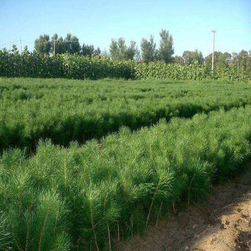 黑松树苗黑松苗日本黑松小苗庭院绿植盆栽盆景造型素材苗圃