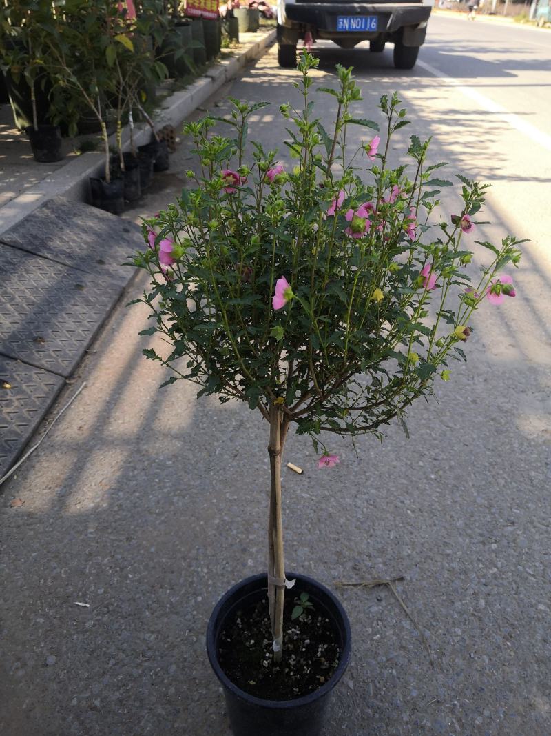 木槿花小木槿花独杆小木槿多年生木本花卉盆栽