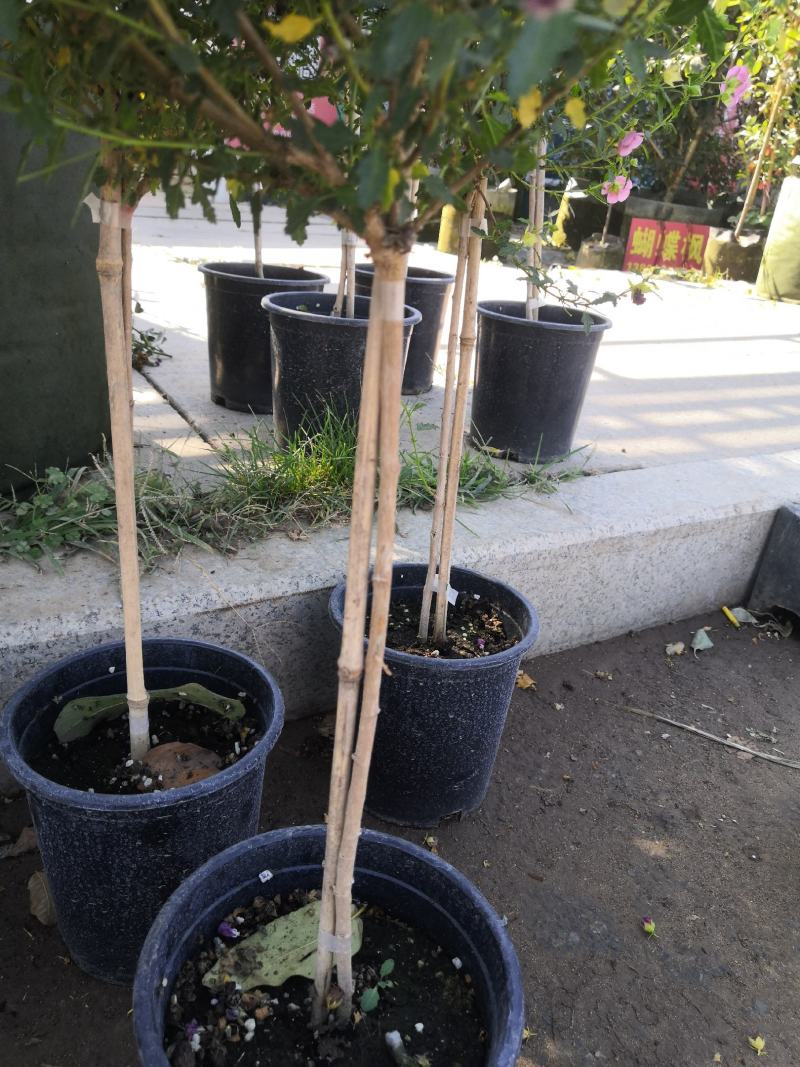 木槿花小木槿花独杆小木槿多年生木本花卉盆栽