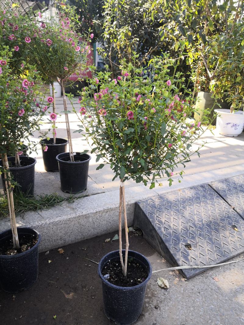 木槿花小木槿花独杆小木槿多年生木本花卉盆栽