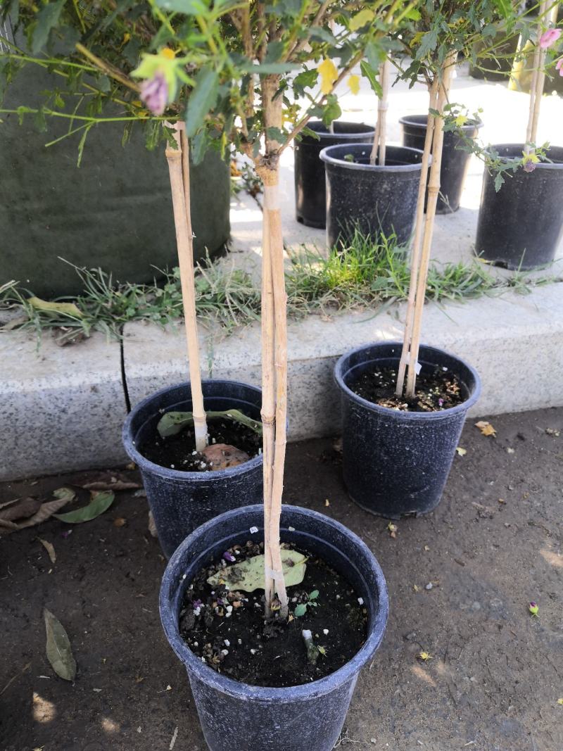 木槿花小木槿花独杆小木槿多年生木本花卉盆栽